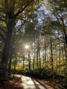 Bossen rondom Gorssel